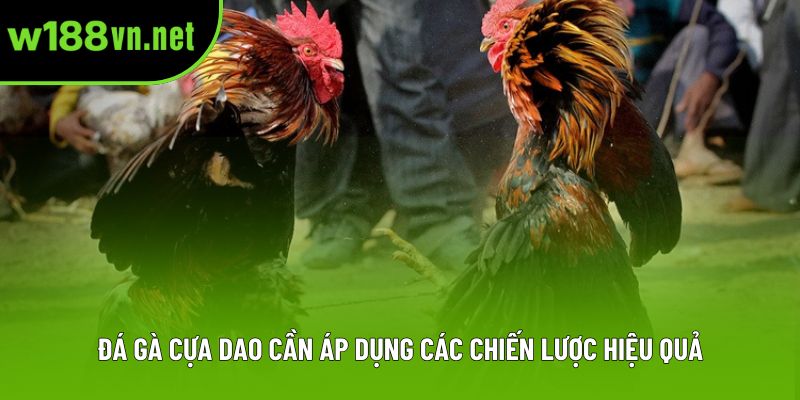 Đá gà cựa dao cần áp dụng các chiến lược hiệu quả