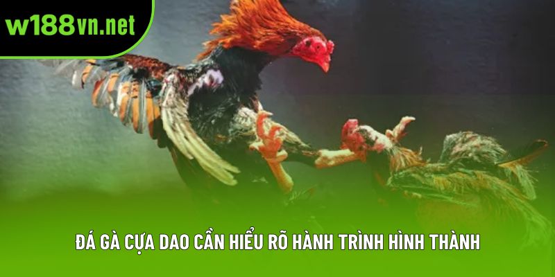 Đá gà cựa dao cần hiểu rõ hành trình hình thành