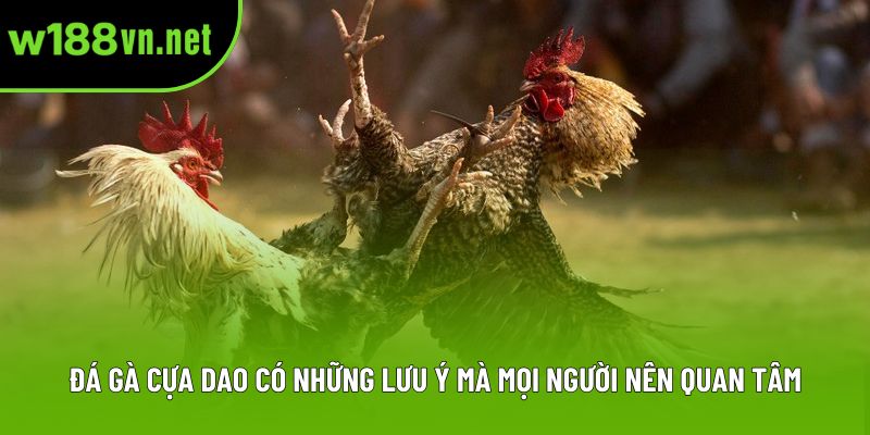 Đá gà cựa dao có những lưu ý mà mọi người nên quan tâm