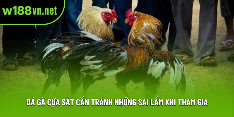 Đá gà cựa sắt cần tránh những sai lầm khi tham gia