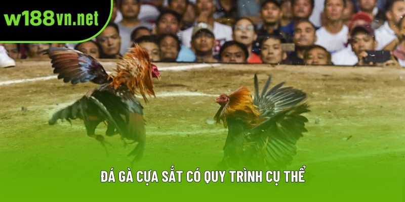 Đá gà cựa sắt có quy trình cụ thể