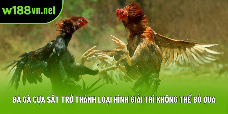 Đá gà cựa sắt trở thành loại hình giải trí không thể bỏ qua