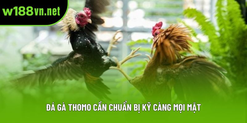 Đá gà thomo cần chuẩn bị kỹ càng mọi mặt